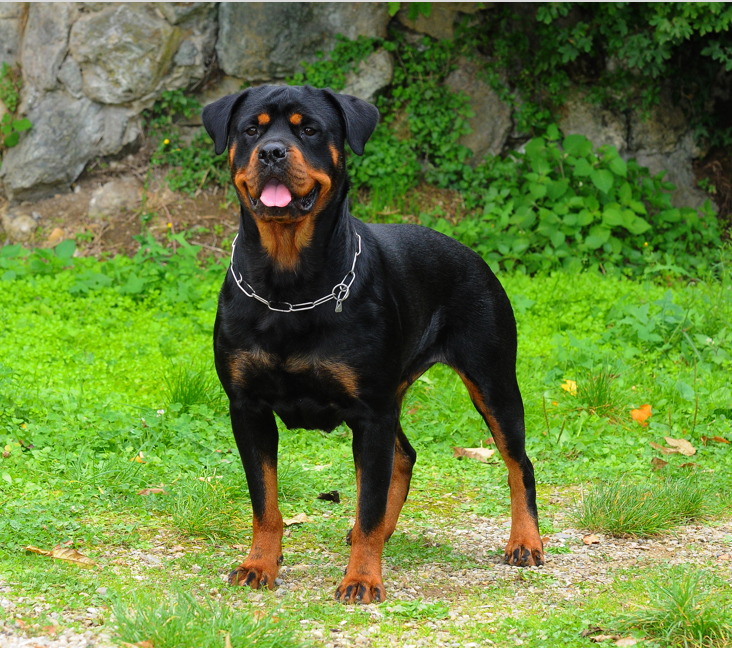 Looking for rottweiler puppies for sale youngstown ohio? Discover top choices for your next best friend!