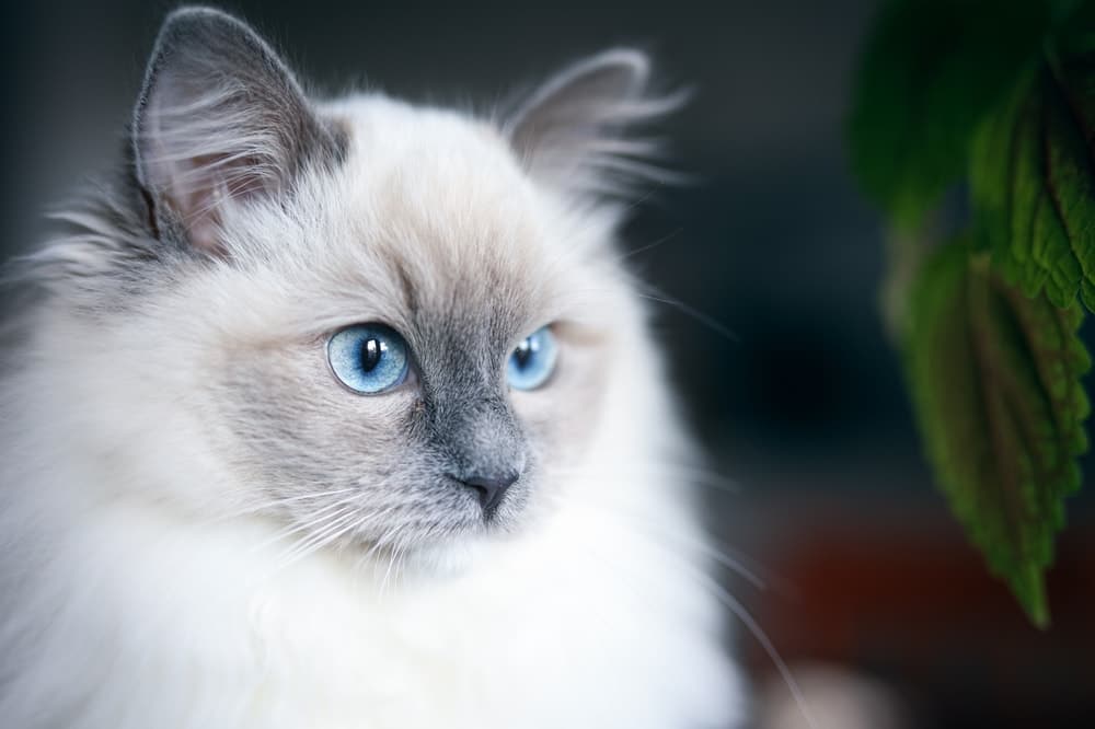 What is a blue colourpoint ragdoll cat really like? Get to know this gentle and beautiful cat breed.