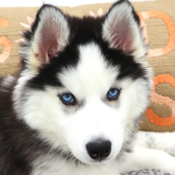 Thinking about a Siberian Husky for sale in Iowa? Learn what to look for in a good seller.