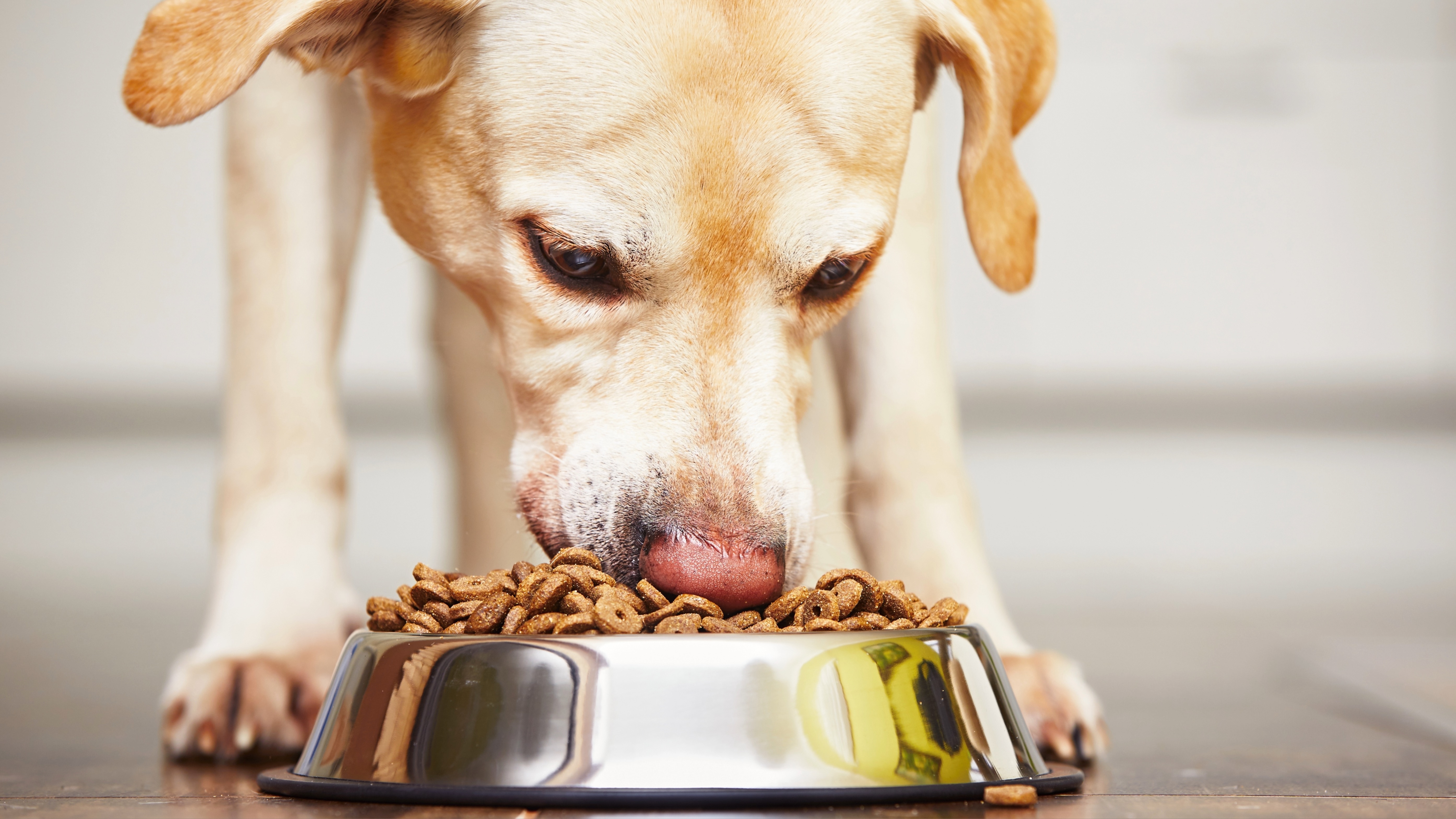 Whats in natural whippet food? (Simple tips for reading labels and choosing healthy options for them)