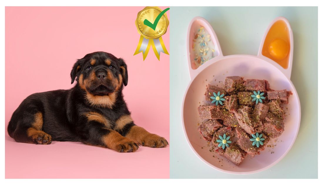 Is a rottweiler raw food diet good for them? Discover the key benefits for your strong pup.