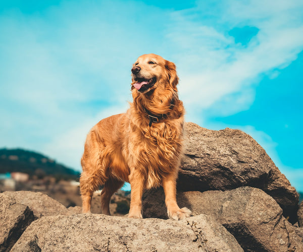 Whats a typical Golden Retriever in India price? Explore average costs and reasons for variations.