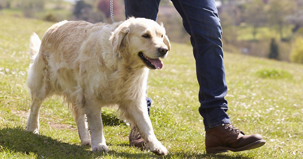 Helping your golden retriever obese dog lose weight (Simple steps for diet and fun exercise)
