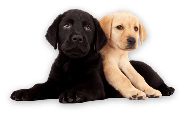 Need a well-behaved trained labrador retriever for sale? See our available pups and how they are trained!