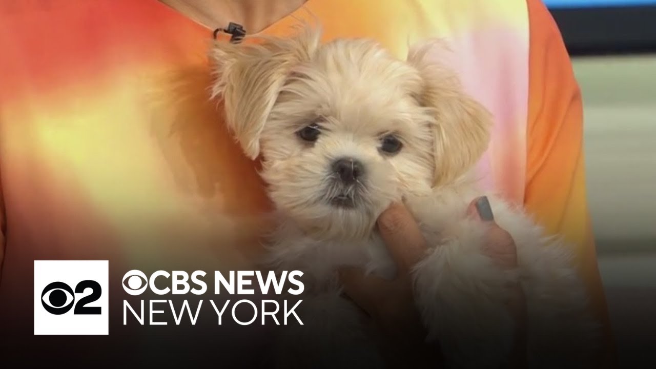 Bargain News CT Pets: Find Your Furry Friend Today!