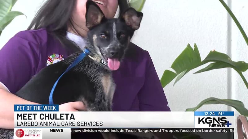 Pet of the Week TV News: See adorable animals looking for homes on your local station.