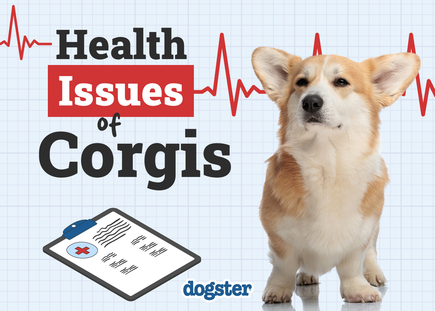 Fixing welsh corgi health problems: Vet advice for happy dogs