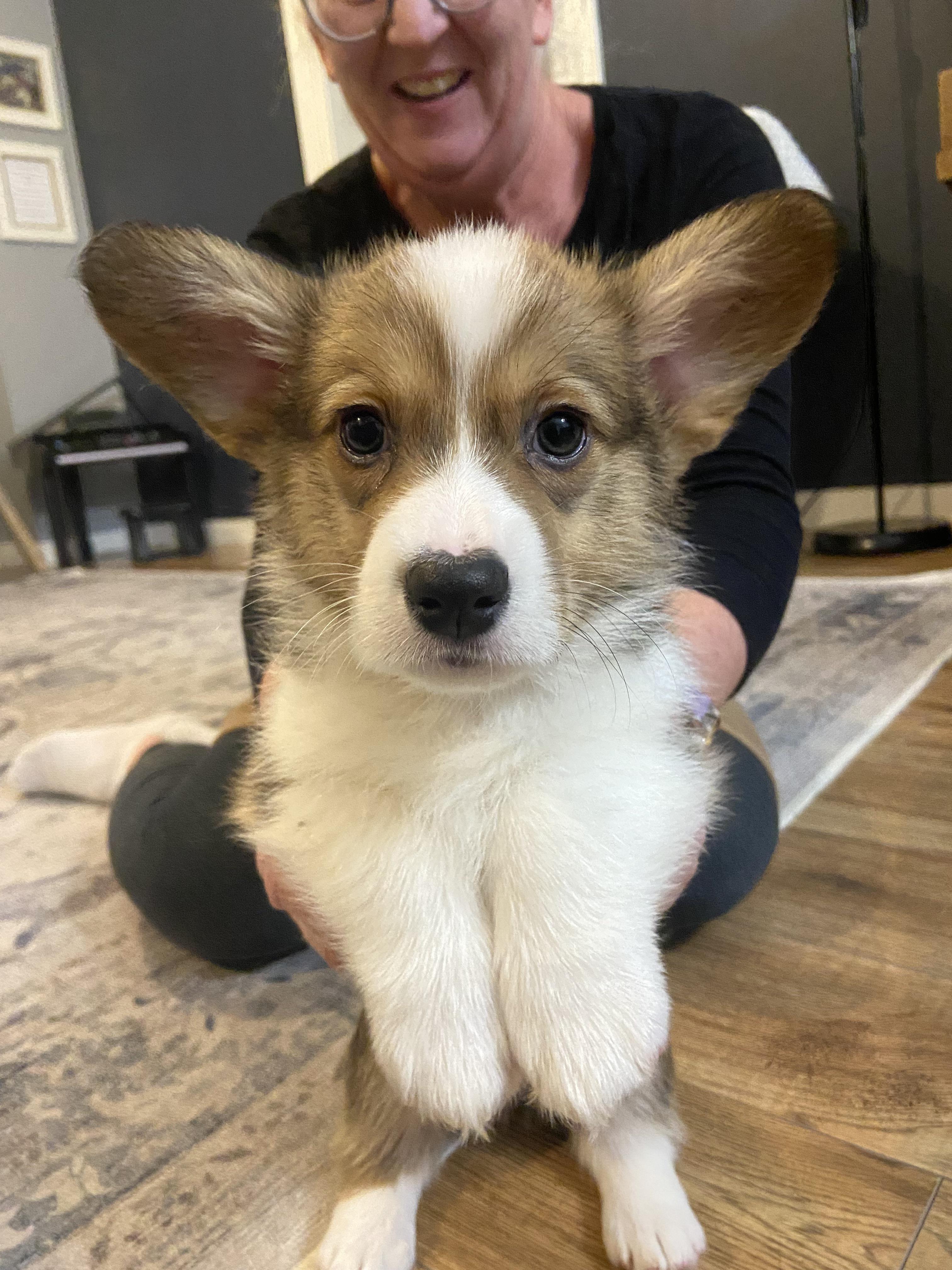 How to Care for a Black Corgi Dog Puppy Training Tips