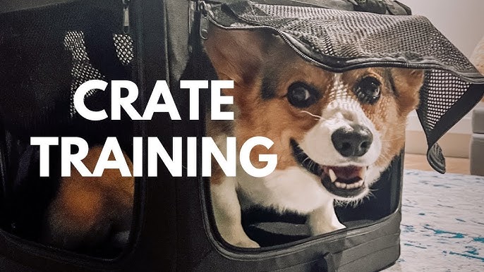 Training your black corgi dog? Simple methods for best results!