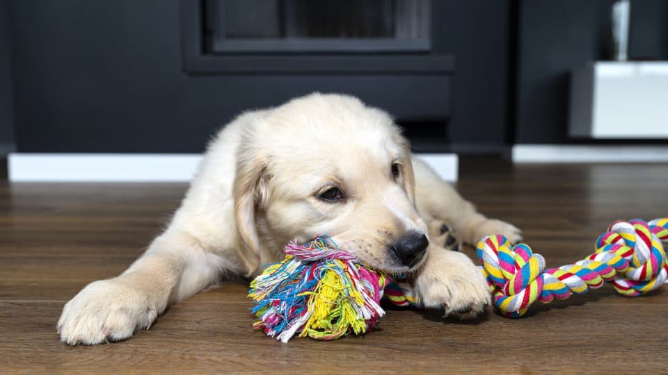 What Are Good Chew Ropes for Dogs? Top Picks Dogs Love to Gnaw!
