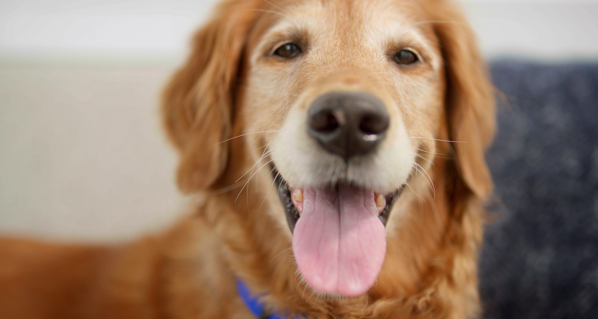 Newstock for Dogs Safety Tips 4 Things Every Owner Must Know