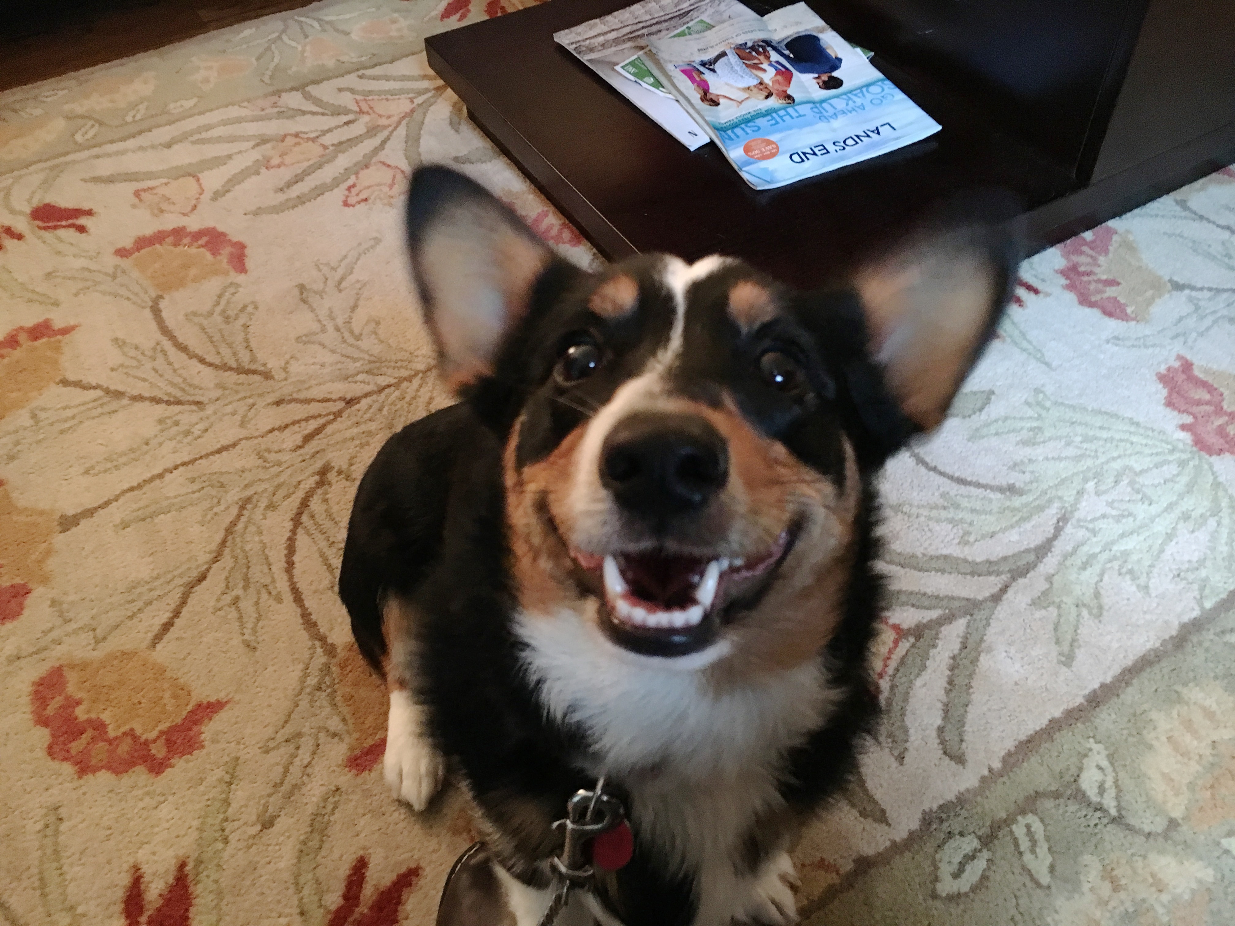 How to Care for a Black Corgi Dog Puppy Training Tips