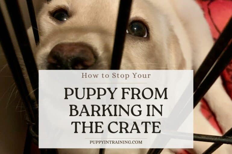 Puppy Crate Barking Wont Stop? Learn Gentle Quiet Methods Fast!