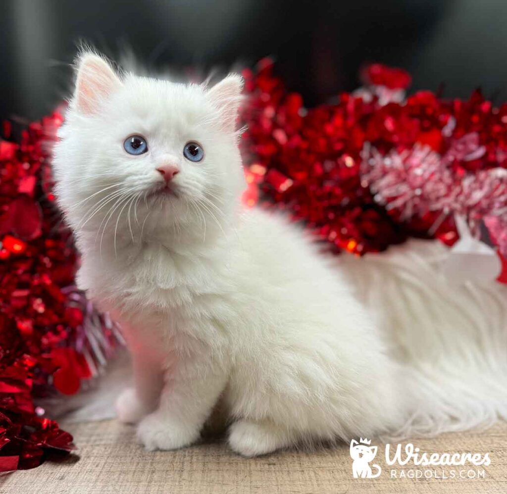Where to Buy a Cream Colored Ragdoll Cat Find Healthy Kittens