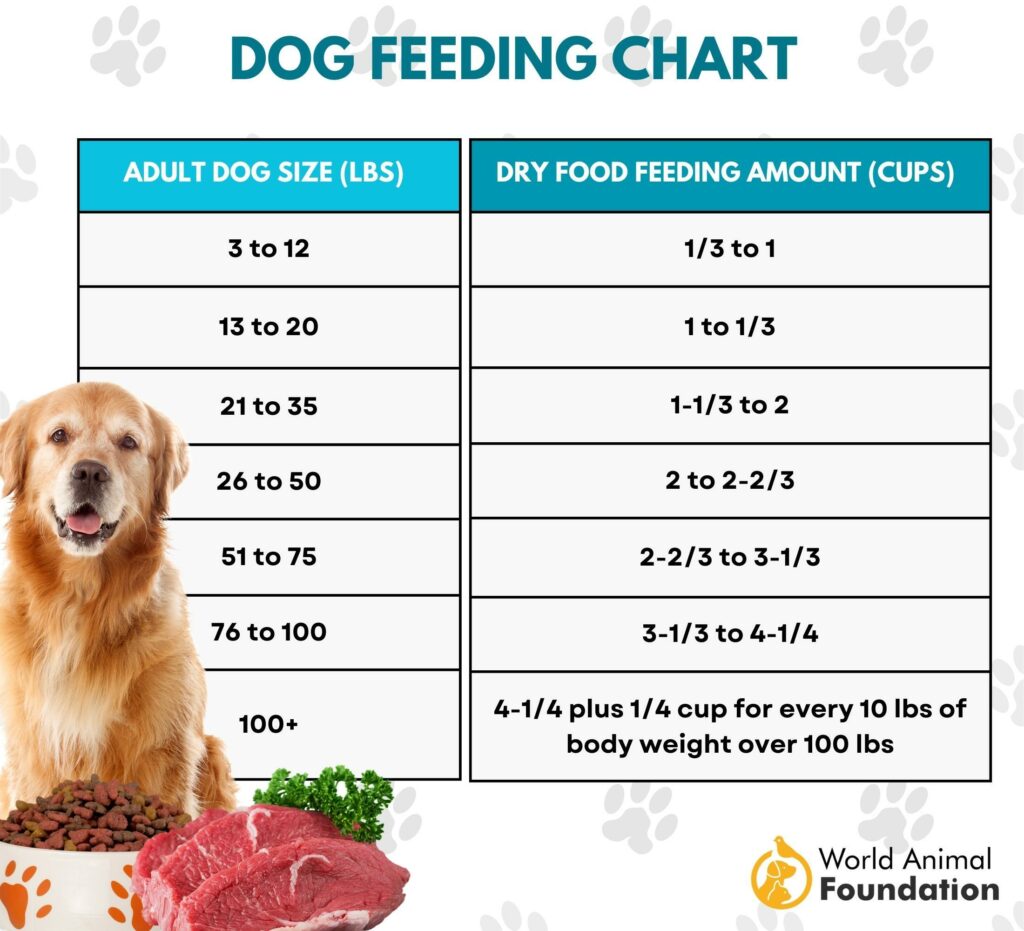 60 lb Dog Food Feeding Guide: How Much Your Big Dog Needs Daily!