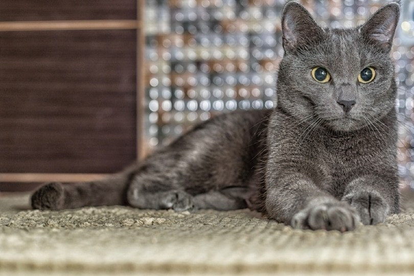 How Much Does Russian Blue Long Hair Kitten Cost Price Guide Inside Now