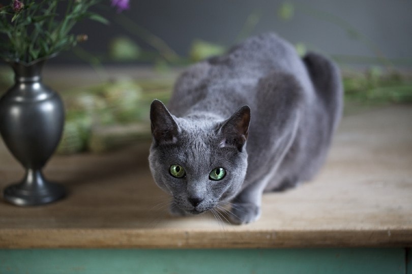 How Much Does Russian Blue Long Hair Kitten Cost Price Guide Inside Now