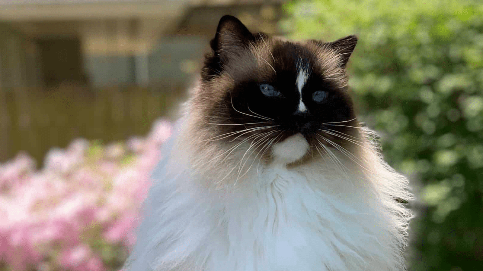 Ragdoll Cats Seal Point Pros and Cons: Know Before Getting One