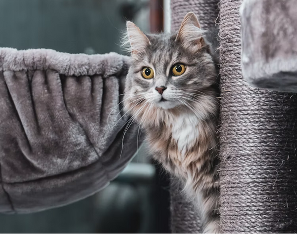 How to Groom a Short Haired Maine Coon Cat: Keep Their Coat Shiny!