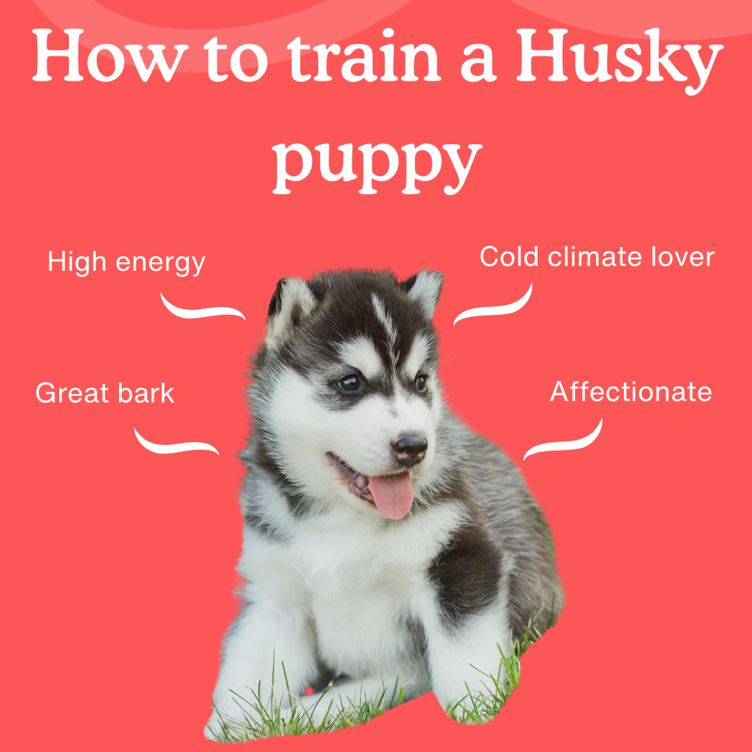 Siberian Husky Puppy Training in Illinois Easy Steps for Owners