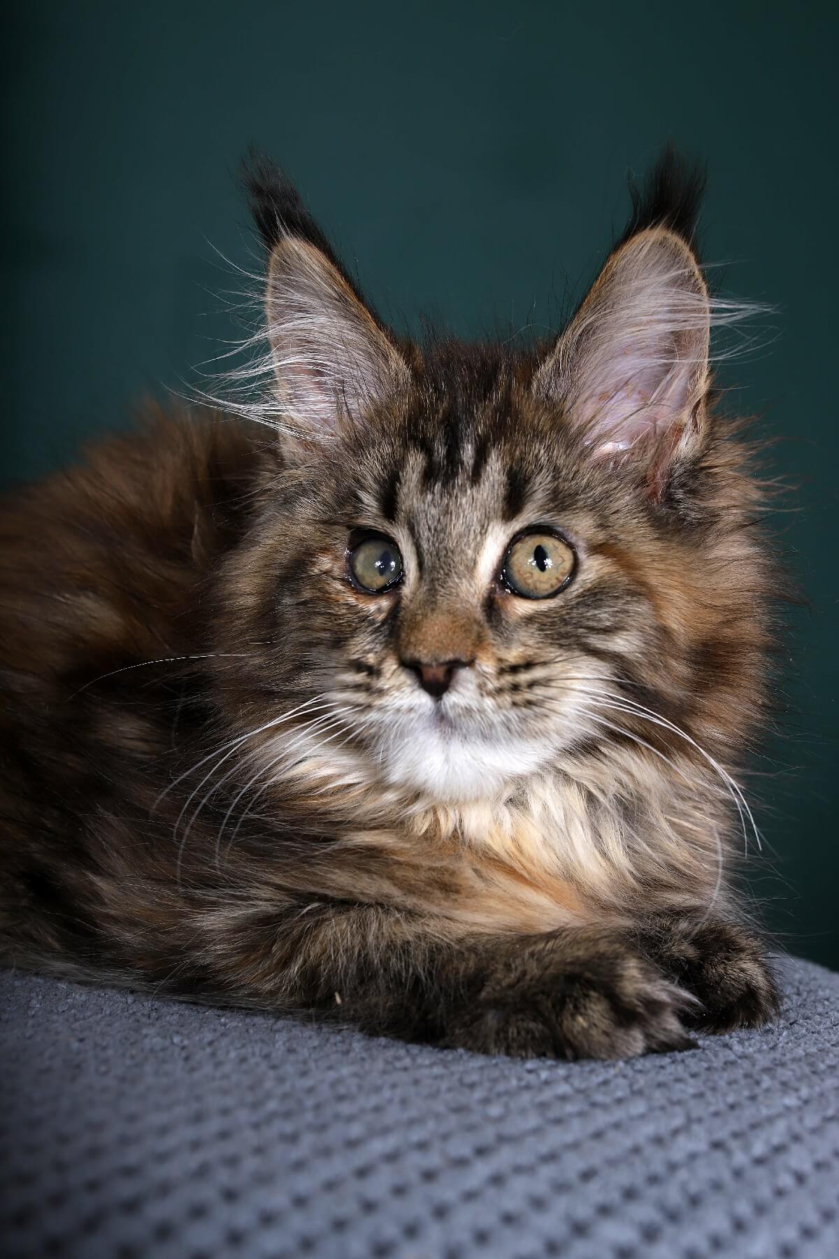 Cool Names for Maine Coon Cats Discover Strong Majestic Options