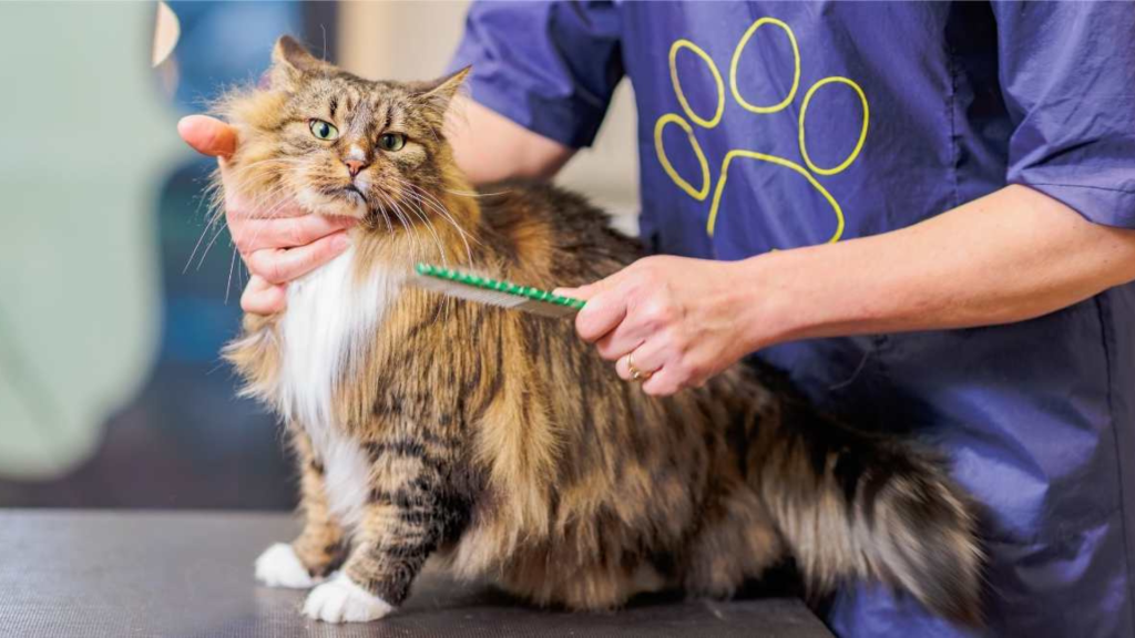 How to Groom a Short Haired Maine Coon Cat: Keep Their Coat Shiny!