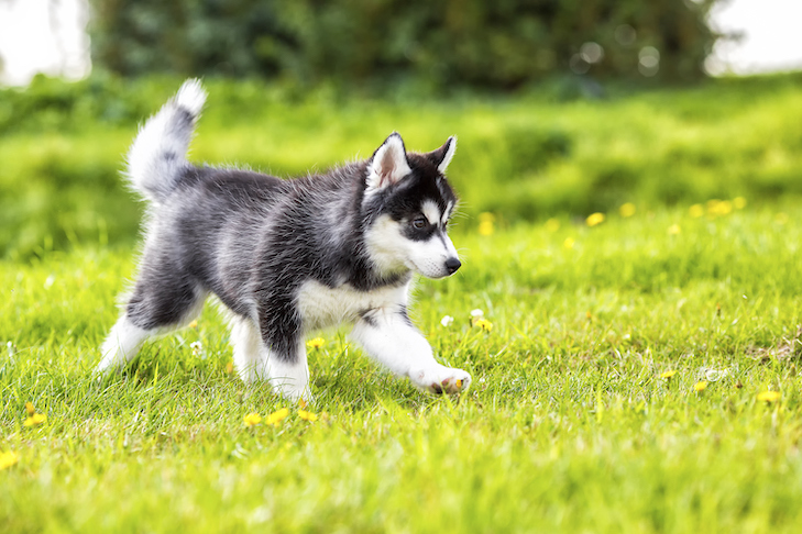 Siberian Husky Puppy Training in Illinois Easy Steps for Owners