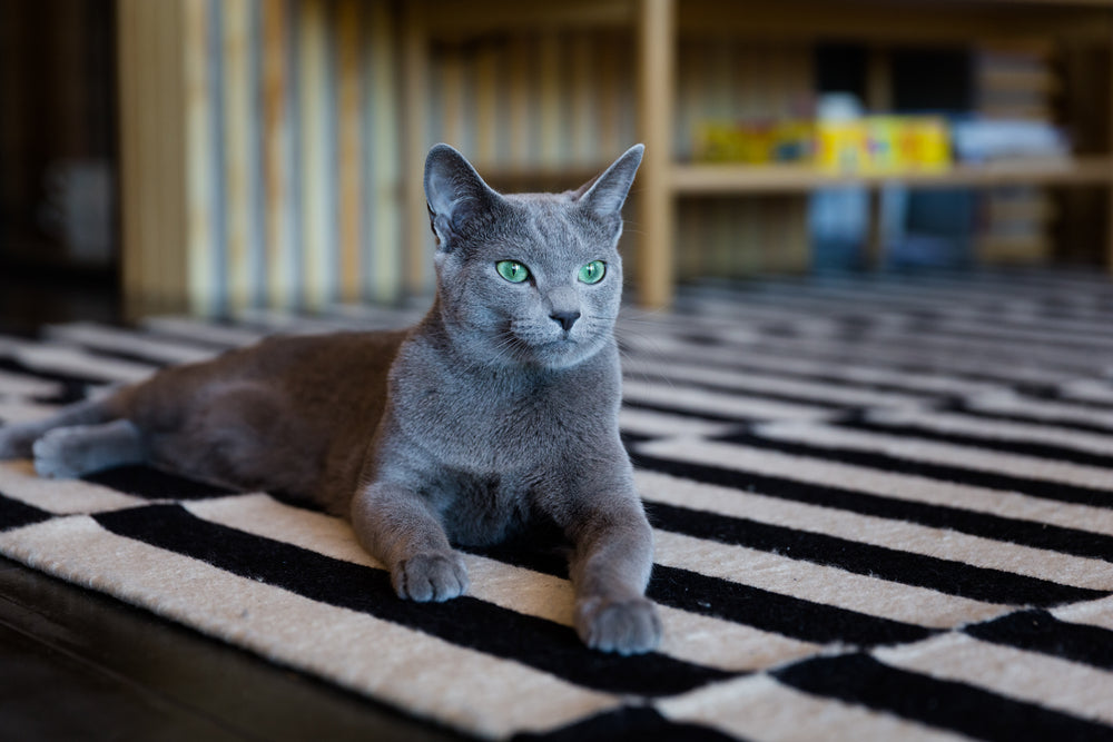 Russian Blue or Grey Cat Choice? 5 Key Factors for Potential Owners