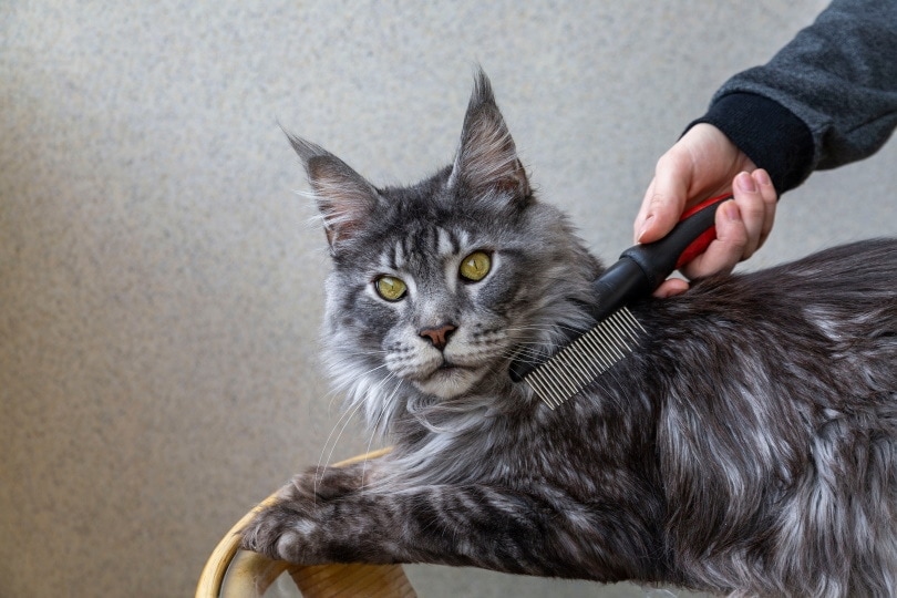 How to Groom a Short Haired Maine Coon Cat: Keep Their Coat Shiny!