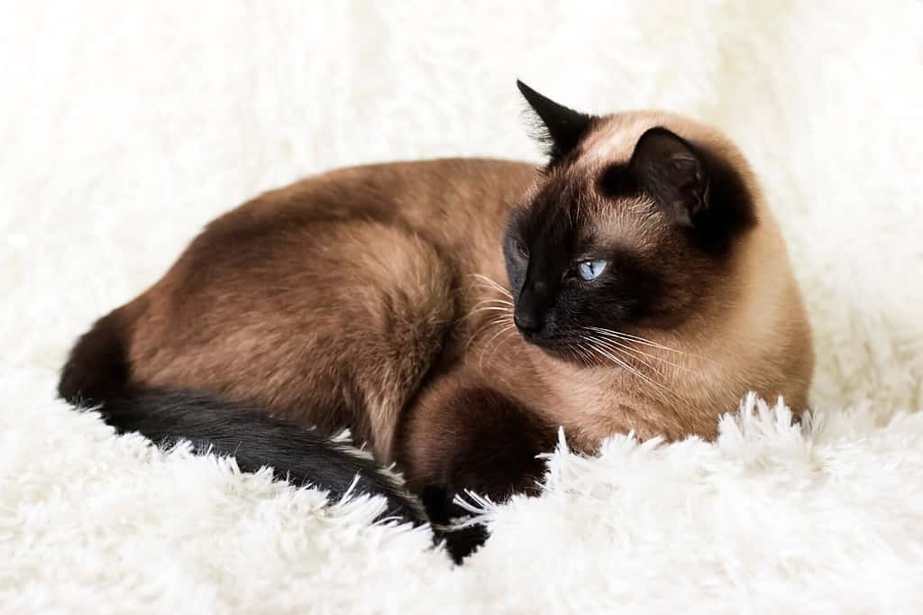 Best Names For Siamese Cats? Discover 18 Charming Thai Inspired