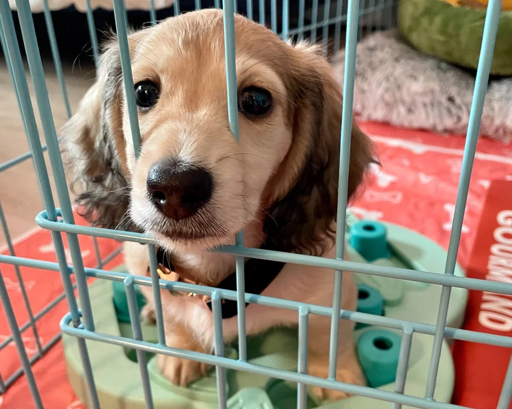 Puppy Crate Barking Wont Stop? Learn Gentle Quiet Methods Fast!